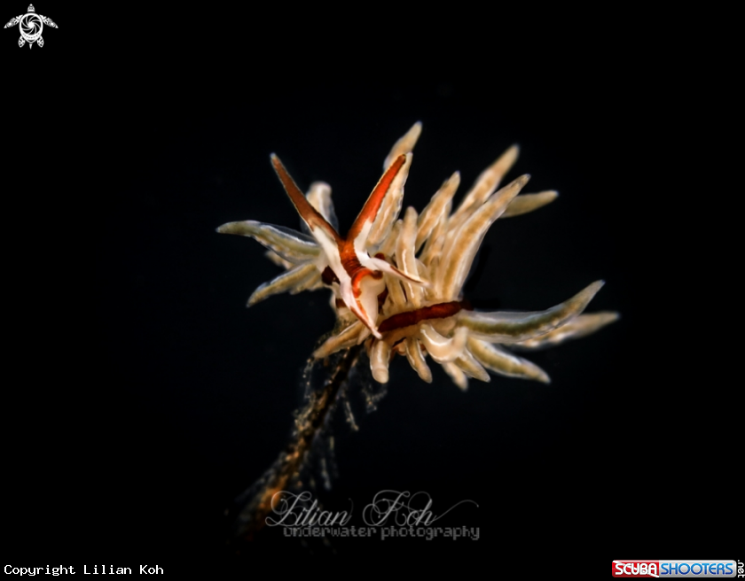 A Seaslug