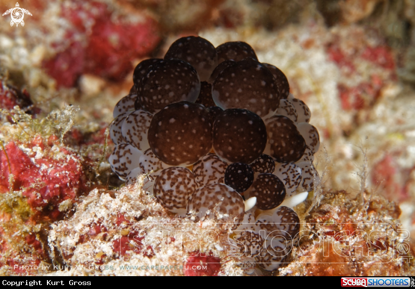 A Annother rare nudi