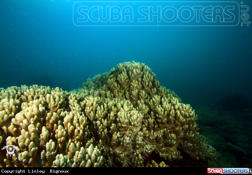 A Soft Coral formation at depth of 25 metres,Pointe Aux Cannoniers,Mauritius