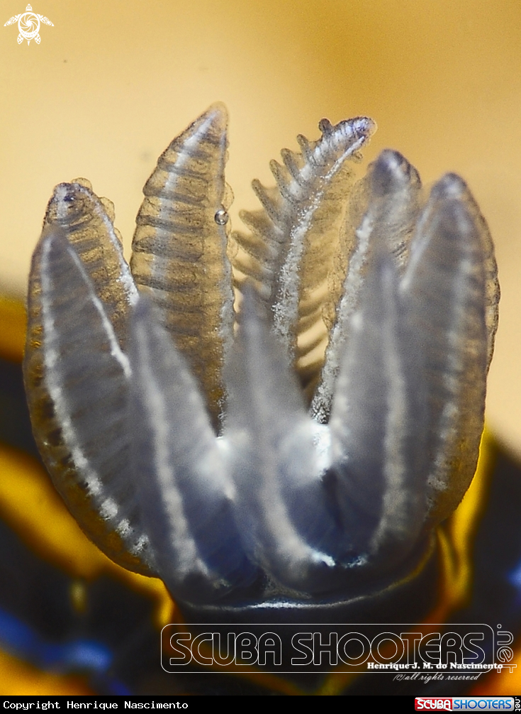 A Nidibranch