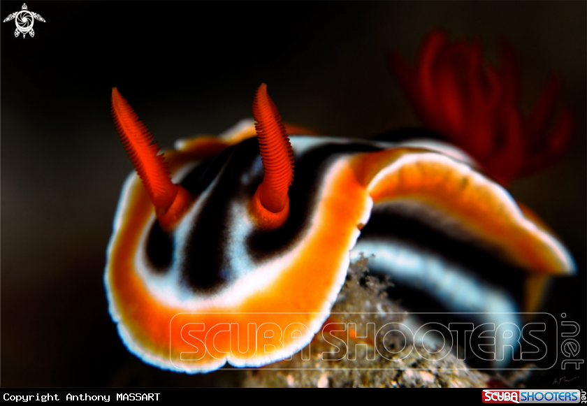 A Nudi
