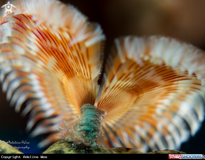 A Tube worm