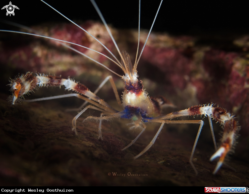 A Banded Coral Shrimp