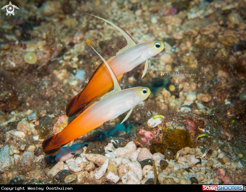 A Fire Goby