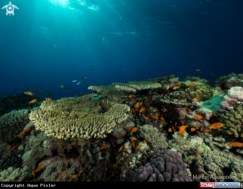 A Reef