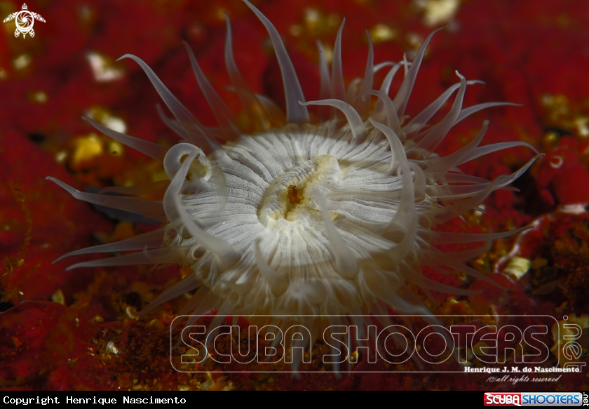 A anemone