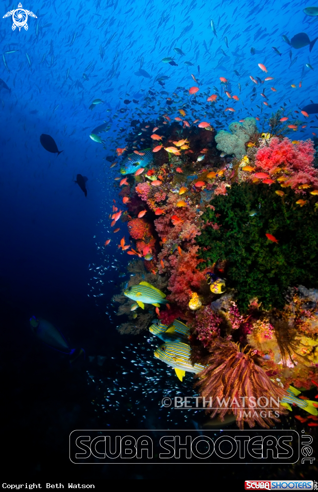 A Reef Scene with glass fish