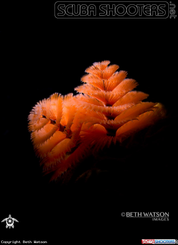 A Christmas Tree Worm