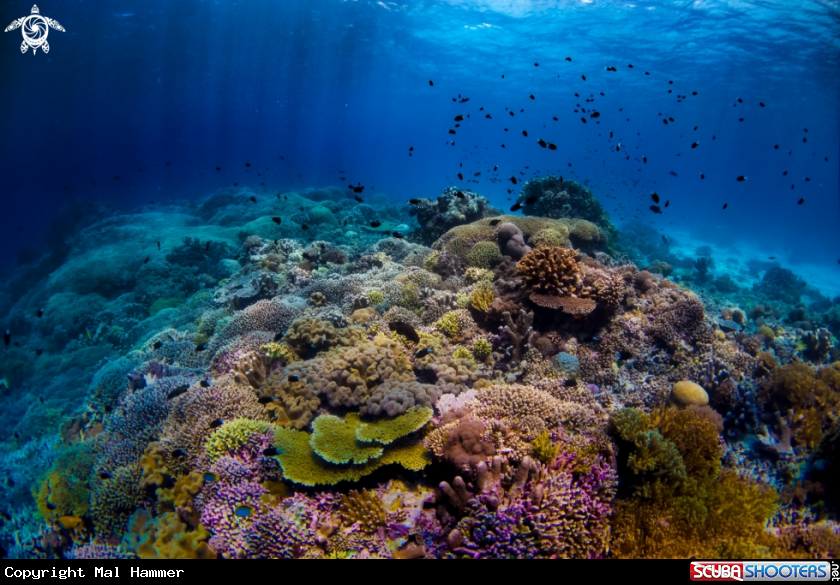 Tubbataha Reef