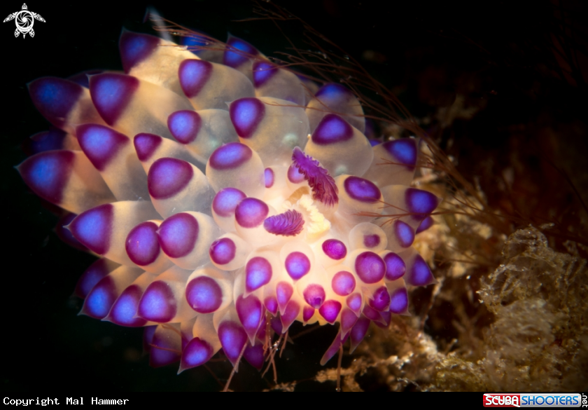 A Nudibranch