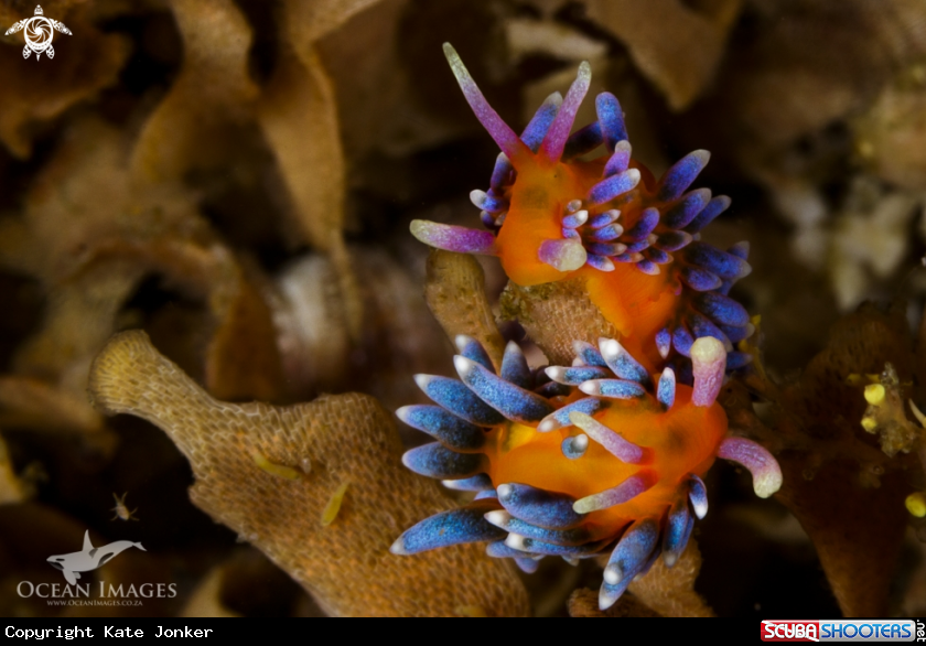 A Candy Nudibranch