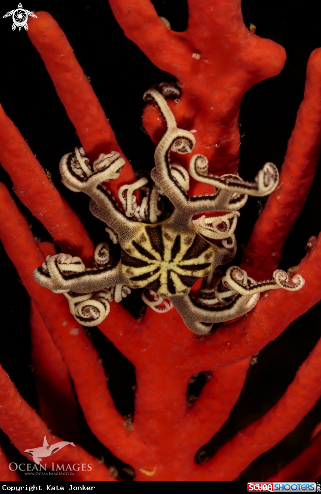 A Basket Star
