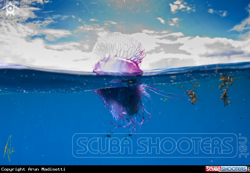 A Portuguese Man of War