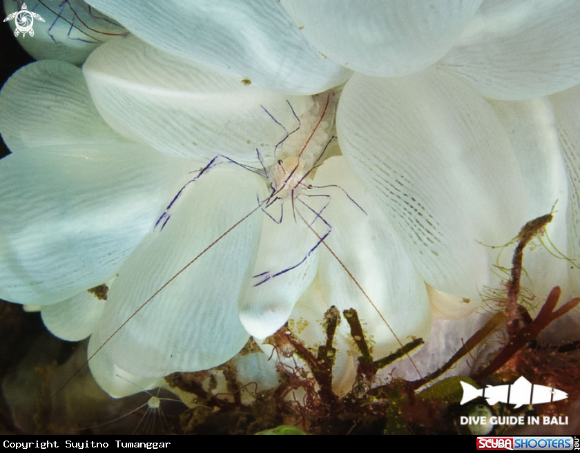 A bubble coral shrimp