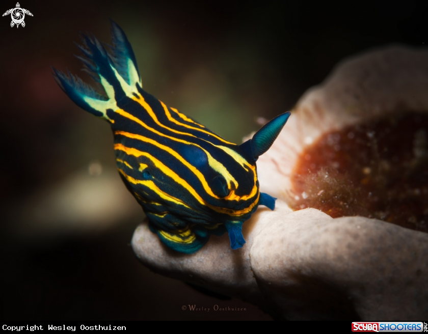 A Nudibranch