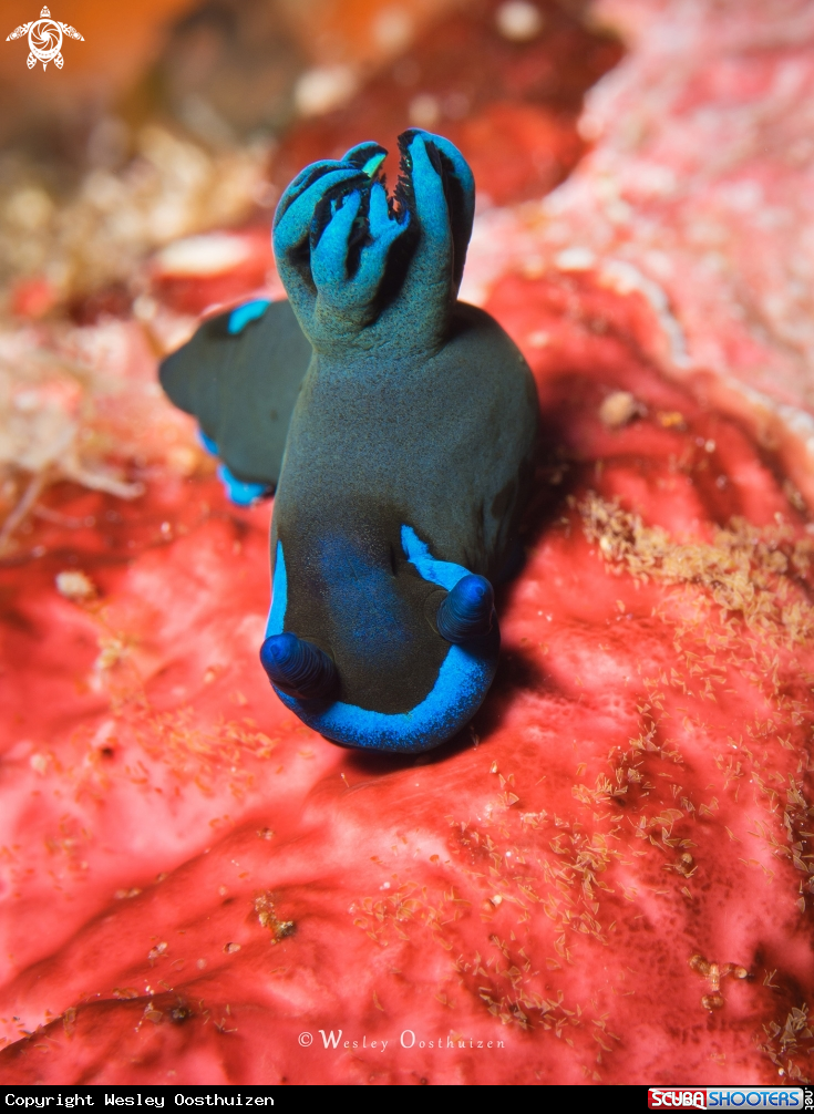 A Morose nudibranch