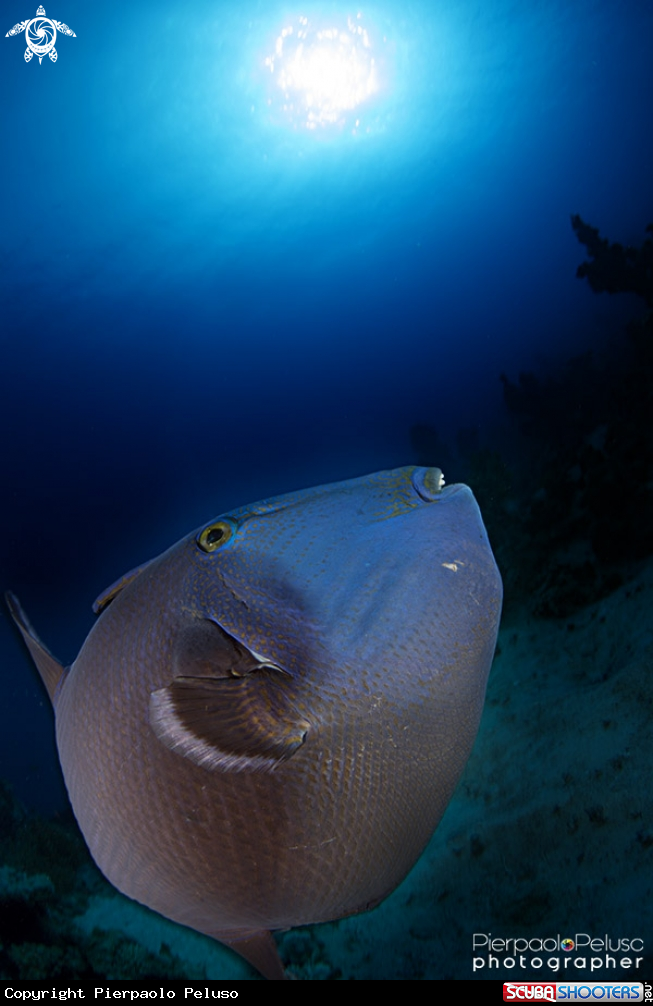 A Trigger Fish