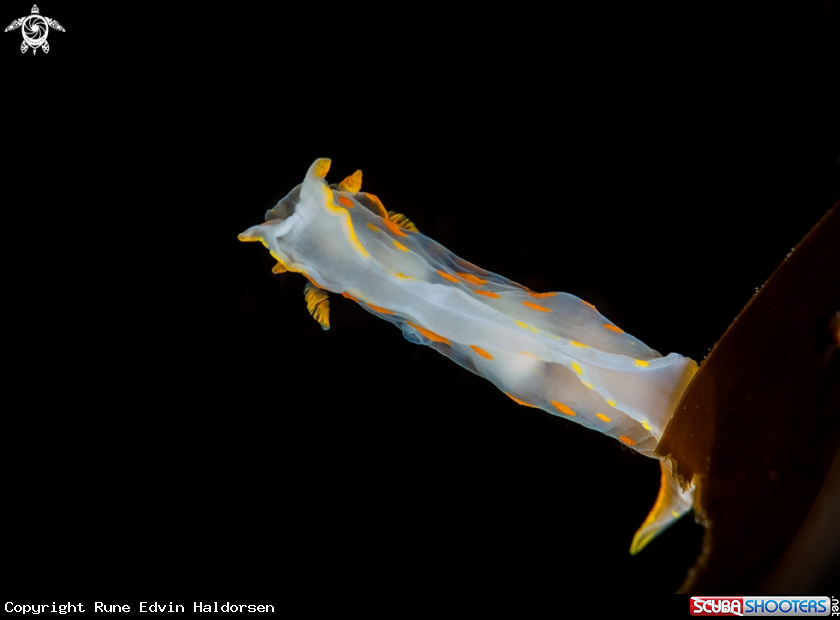 A polycera quadrilineata