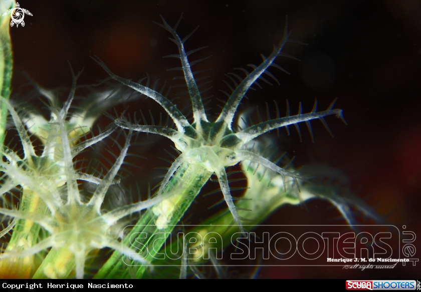 A soft coral