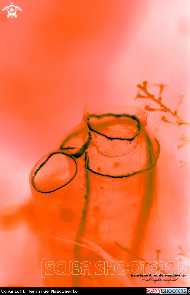 A tube