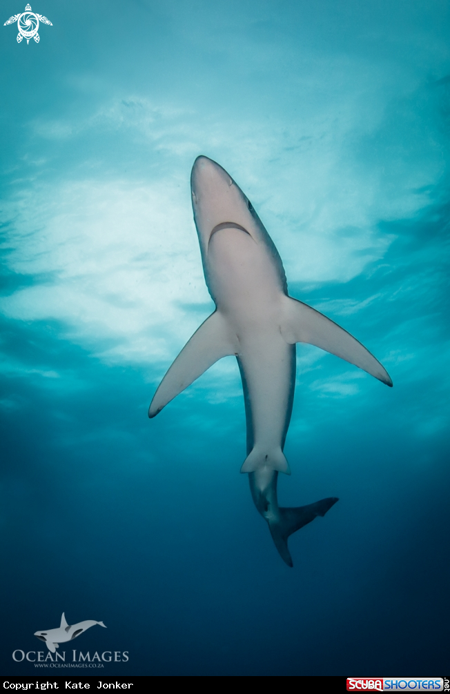 A Blue Shark