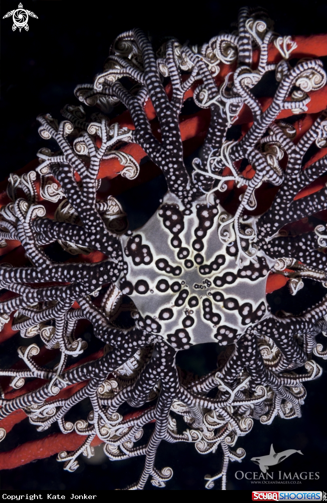 A Basket Star