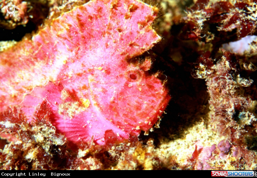 A Antennariidae -Frogfish