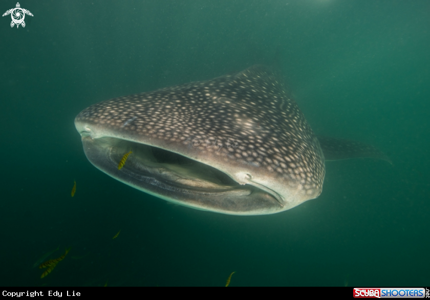 A Whale shark