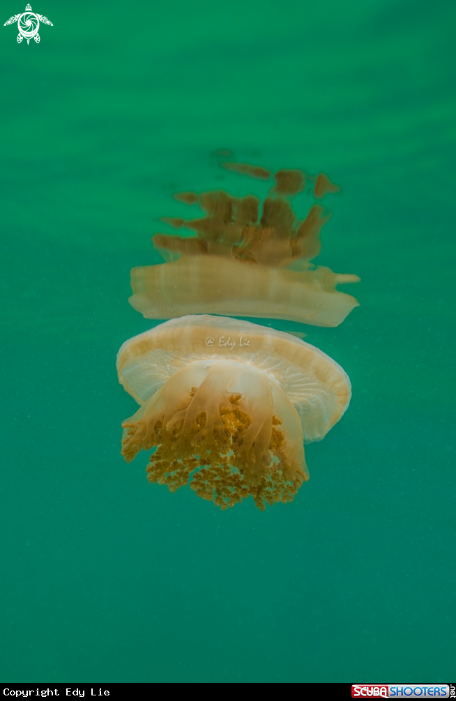A Jelly fish