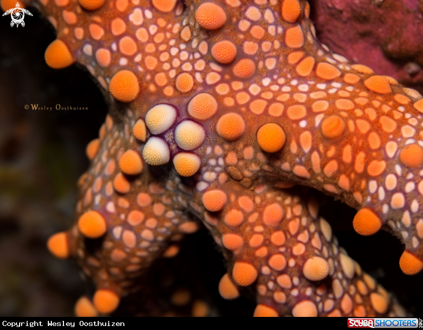 A Nodular Sea Star/Friant's Seastar