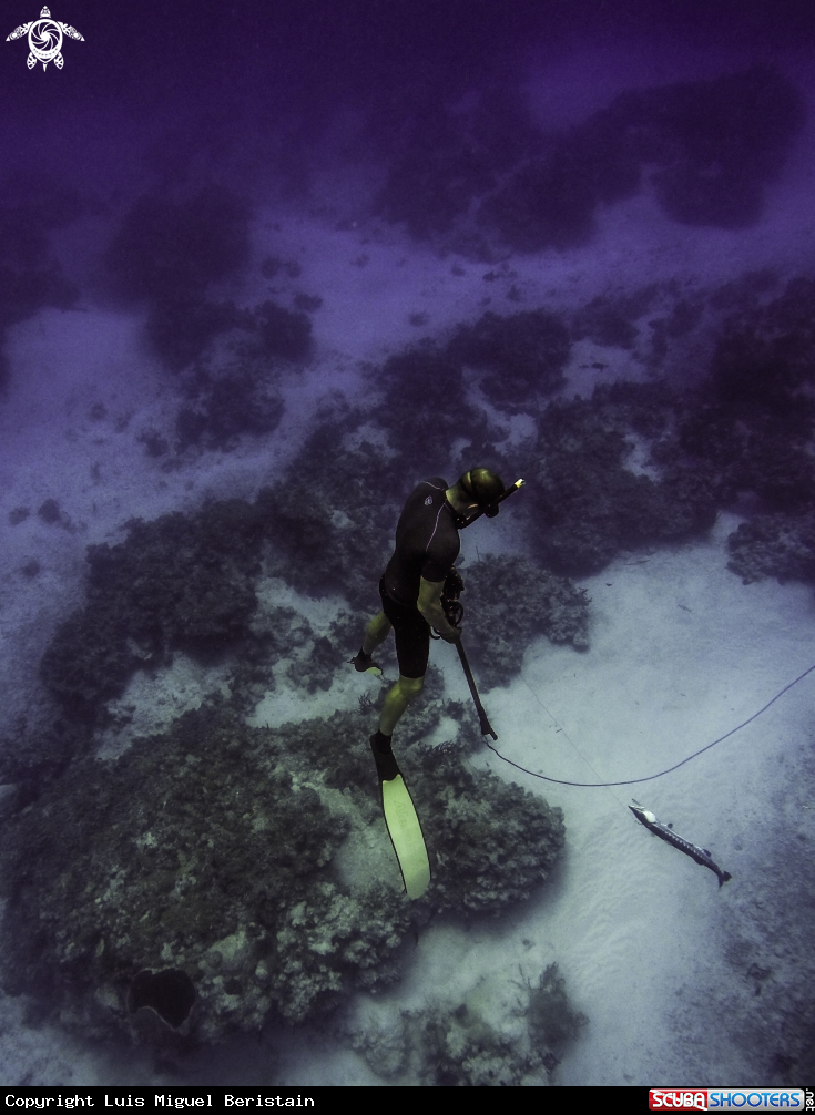 A Barracuda