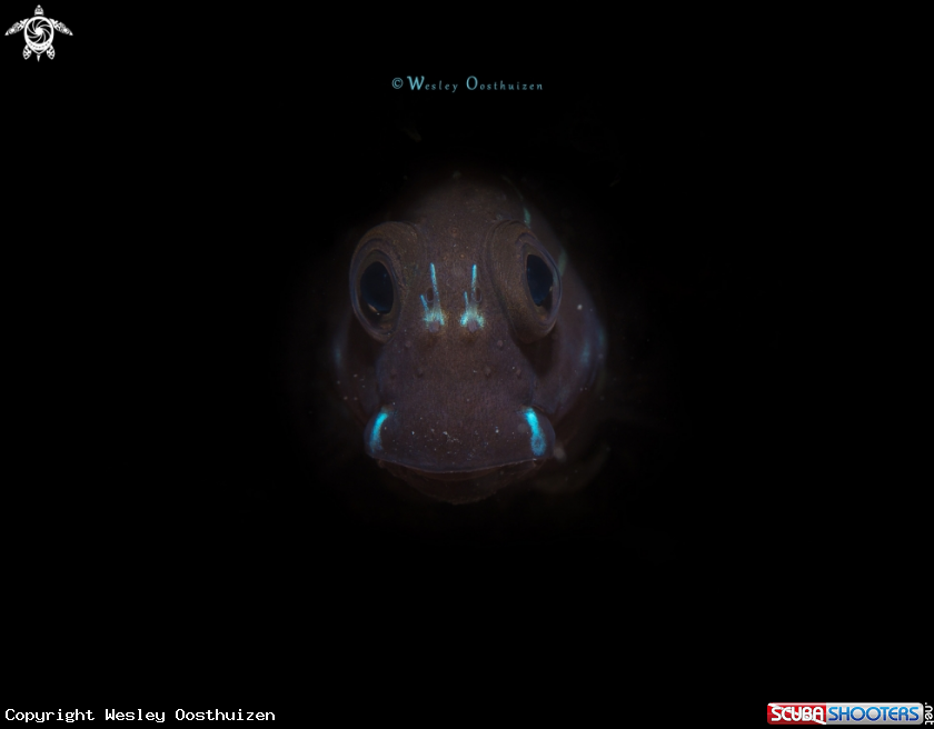 A Black Combtooth Blenny