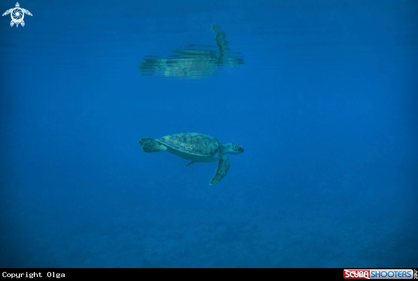 A Green Turtle