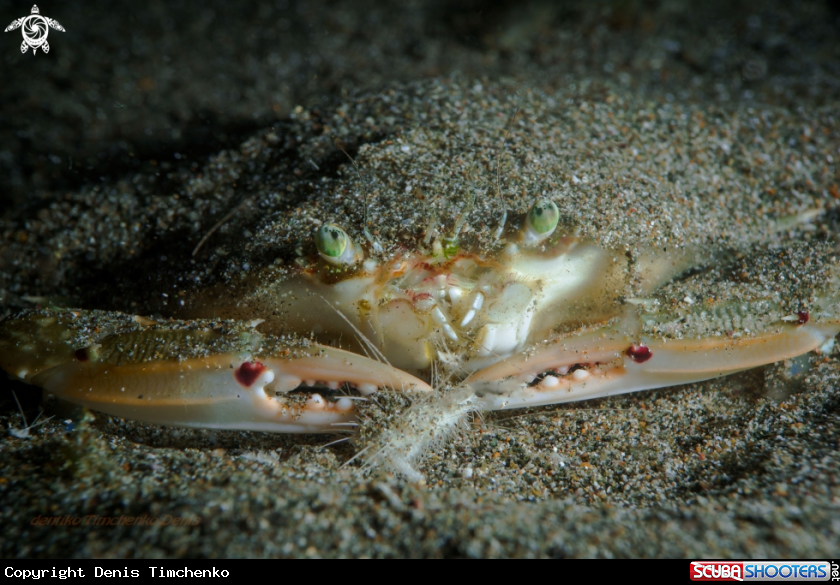A Arthropods