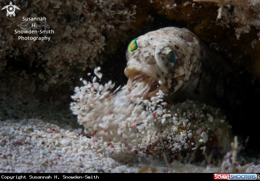 A Banded Jawfish