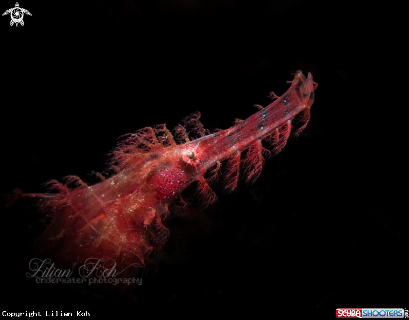 A Hairy Ghost pipefish
