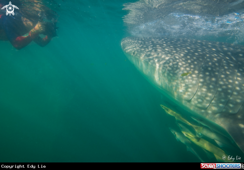 A Whaleshark