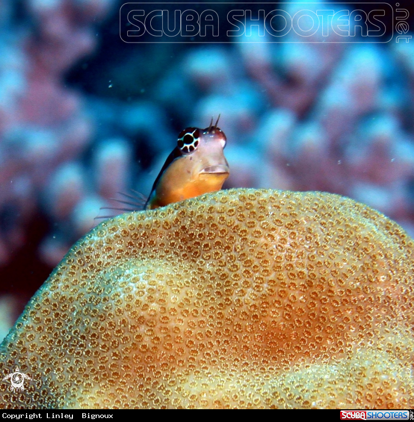 A Goby Fish