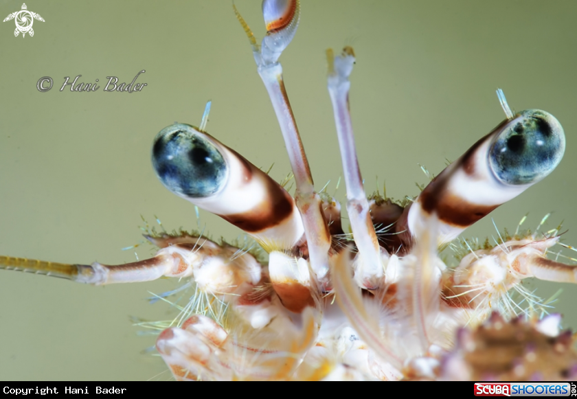 A hermit crabs