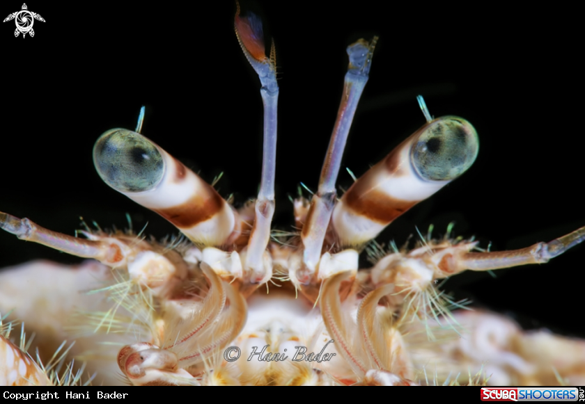 A hermit crabs