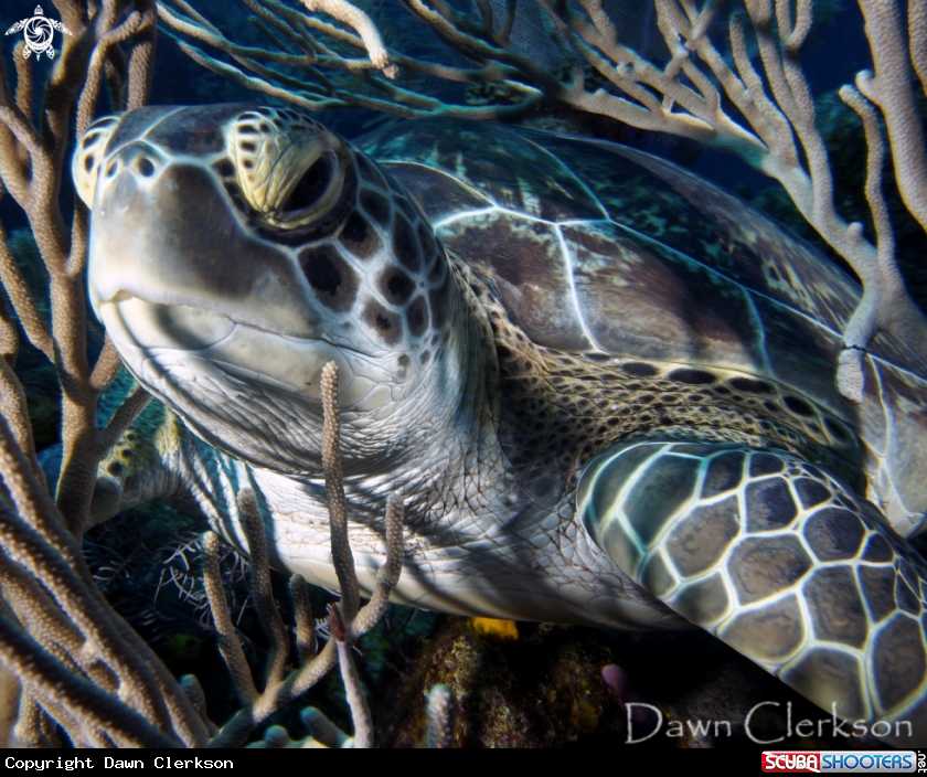 A Green Turtle