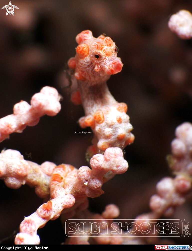 A Pygmy Seahorse