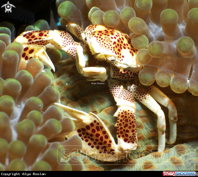 A Porcelain Crab