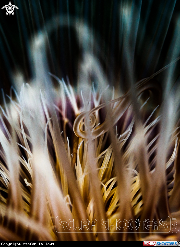 A Tube Anemone