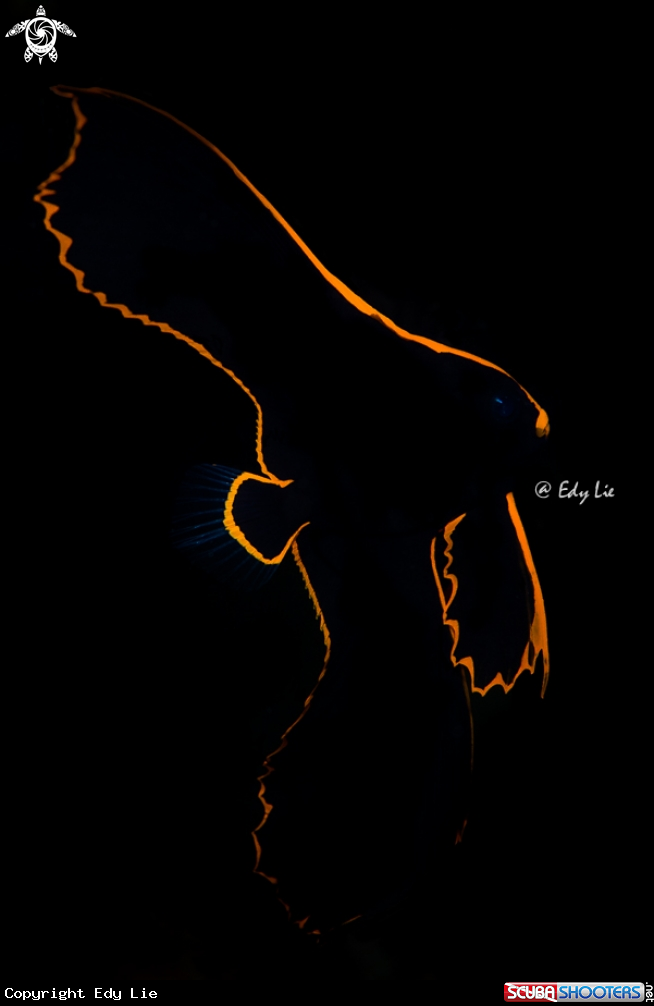 A Juvenile Batfish