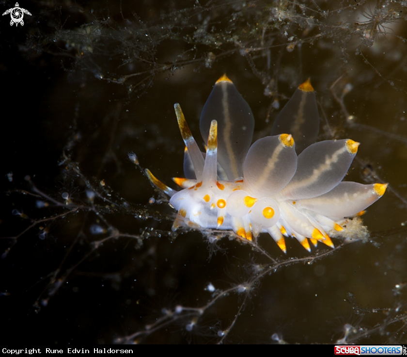 A Eubranchus farrani