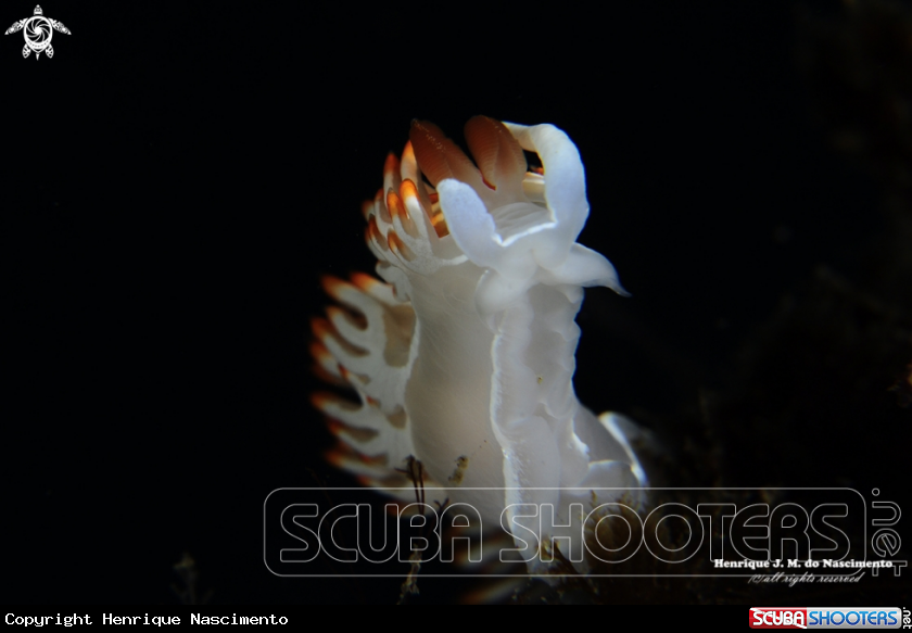 A Nidibranch