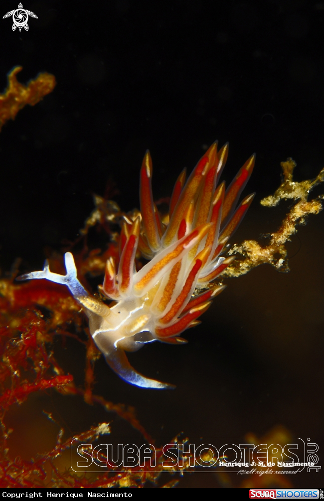 A Nudibranch