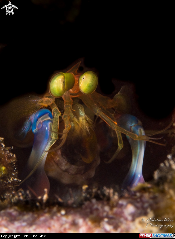 A Mantis shrimp
