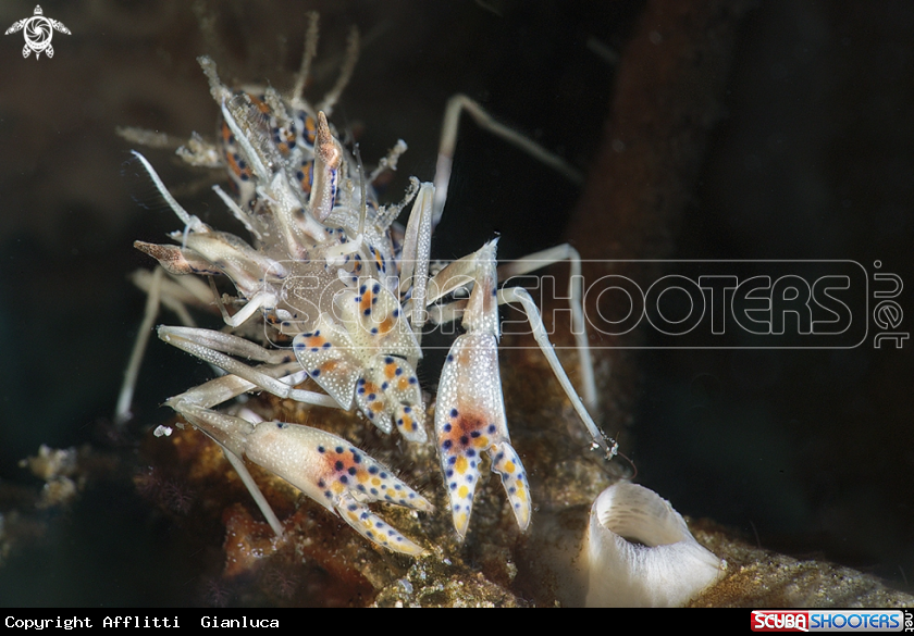 A tiger shrimp